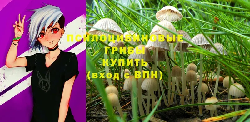 сколько стоит  Апрелевка  Псилоцибиновые грибы MAGIC MUSHROOMS 